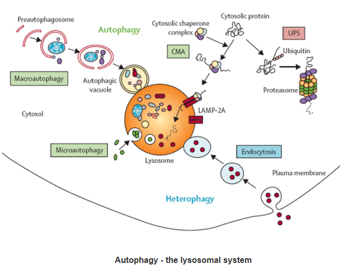 Endomembrane System Flow Chart