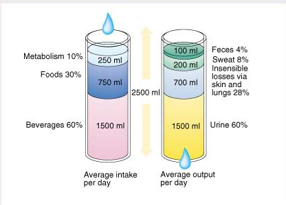 Fast Metabolism Diet Water Intake