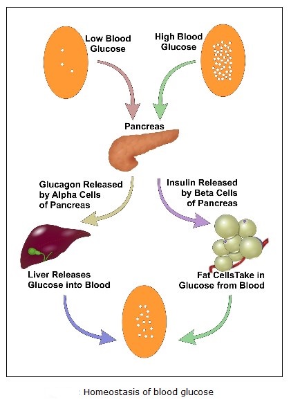 What are the normal blood sugar ranges for FBS and PPBS in an adult and old person?