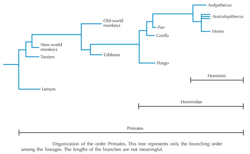 Human Evolution Chart Species
