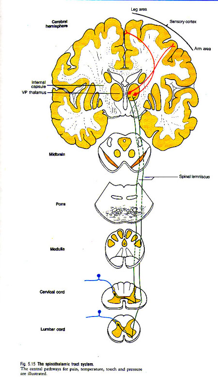 spinalthalamic tract – Dr Rajiv Desai