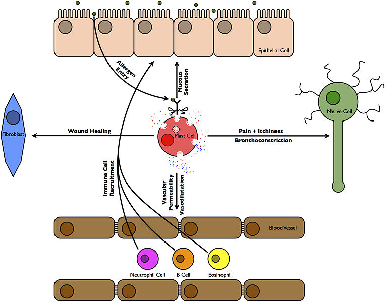 Allergic_Inflammation – Dr Rajiv Desai