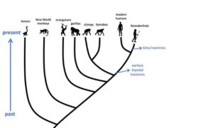 HUMAN EVOLUTION – Dr Rajiv Desai