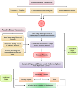 Monkeypox Pathogenesis Monkeypox (Tinypox) – Dr Rajiv Desai